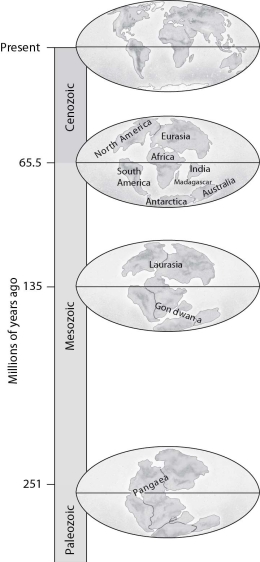 <strong>According to this figure, if a species were found only in Laurasia 135 million years ago, on which modern continents would its descendants most likely be found today? </strong> A)North America only B)Europe and Asia only C)North America, Europe, and Asia D)Africa and South America