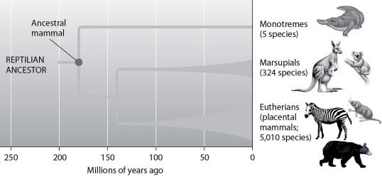<strong>According to this figure, during what time frame was there an adaptive radiation of eutherians? </strong> A)about 200 million years ago B)about 170 million years ago C)from 140 to 100 million years ago D)from 100 million years ago to the present