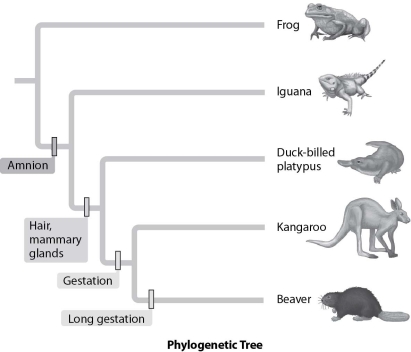 <strong>Below are phylogenetic trees of vertebrates (A)and reptiles (B). Using the data in these models, what might a Tyrannosaurus rex taste like? (A) (B) </strong> A)beef steak B)frog legs C)chicken legs D)pork chops