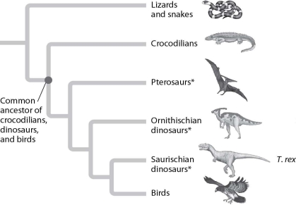 <strong>Below are phylogenetic trees of vertebrates (A)and reptiles (B). Using the data in these models, what might a Tyrannosaurus rex taste like? (A) (B) </strong> A)beef steak B)frog legs C)chicken legs D)pork chops