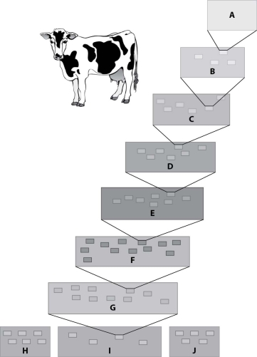 <strong>This figure shows the hierarchy of classification of the cow, Bos primigenius. The three boxes at the base of the hie PAGE \* MERGEFORMAT 1 rarchy represent</strong> A)classes. B)kingdoms. C)domains. D)phyla.