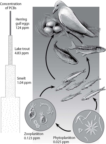 According to this figure, which organisms have the highest concentration of PCBs, and why?