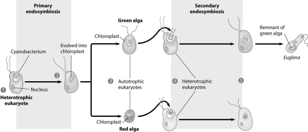 <strong>According to the figure, green alga resulted from ________, and Euglena resulted from ________. </strong> A)primary endosymbiosis; both primary and secondary endosymbiosis B)primary endosymbiosis; primary endosymbiosis C)both primary and secondary endosymbiosis; secondary endosymbiosis only D)secondary endosymbiosis only; primary endosymbiosis