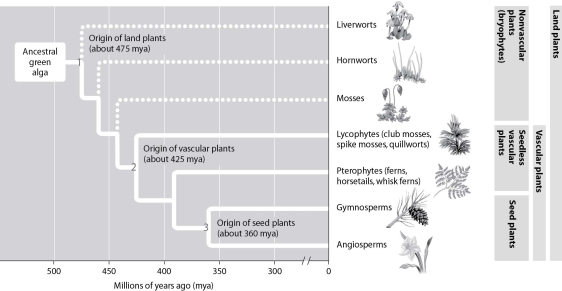 <strong>According to this figure, at what time in the evolutionary history of plants did vascular systems likely first evolve? </strong> A)475 mya B)460 mya C)425 mya D)360 mya