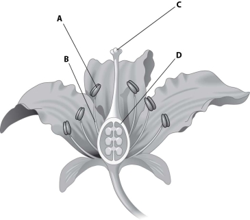 <strong>Which part of this figure represents the anther? </strong> A)structure A B)structure B C)structure C D)structure D