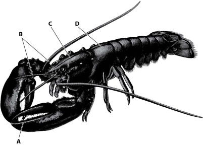 <strong>Which part of this figure shows the thorax segment of the lobster?  </strong> A)structure A B)structure B C)structure C D)structure D <div style=padding-top: 35px> 