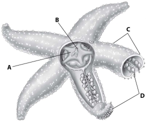 Which part of this figure shows the tube feet of the starfish?