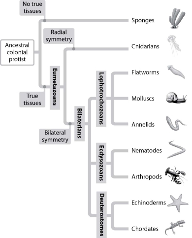 Use the figure below to answer the questions that follow. . -Which group of animals is the most diverse?