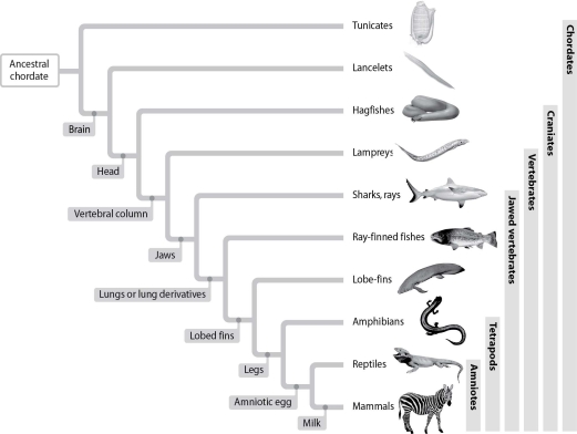 <strong>According to this figure, which group includes the closest living relatives to tetrapods such as amphibians, reptiles, and mammals?  </strong> A)tunicates B)sharks and rays C)ray-finned fishes D)lobe-finned fishes <div style=padding-top: 35px> 