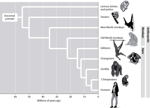 <strong>According to this figure, which two groups are most closely related?  </strong> A)tarsiers and gibbons B)gorillas and orangutans C)chimpanzees and gibbons D)Old World monkeys and humans <div style=padding-top: 35px> 