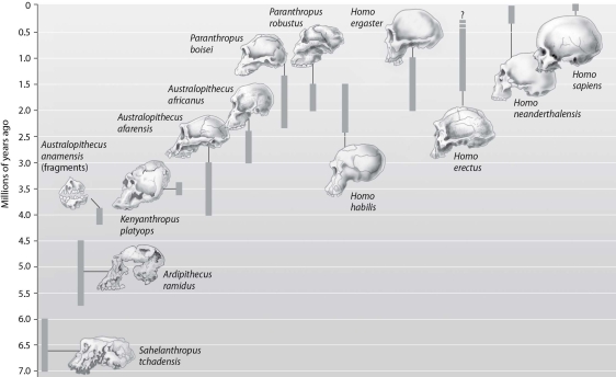 -Refer to the figure above. Suppose a fossil was found and identified to be a species of approximately 3.5 million years old. This fossil could be a representative of which species?