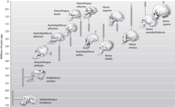 Which of the following options lists the major groups or genera from the fossil record in the correct order from earliest to most recent?