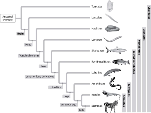 <strong>Use the figure below to answer the following questions.   Suppose scientists discovered an organism that had a head with a brain at the anterior end of the dorsal nerve, eyes and other sensory organs, a skull, and a vertebral column. The organism could not be</strong> A)lamprey. B)hagfish. C)ray-finned shark. D)amphibian. <div style=padding-top: 35px> 