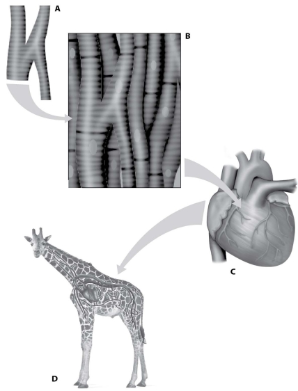 <strong>Use the figure below to answer the questions that follow. Which part of the figure above shows a complete organ system?</strong> A)part A B)part B C)part C D)part D