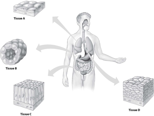 <strong>Use the figure below to answer the questions that follow. Which type of epithelial tissue shown is a stratified tissue? </strong> A)tissue A B)tissue B C)tissue C D)tissue D
