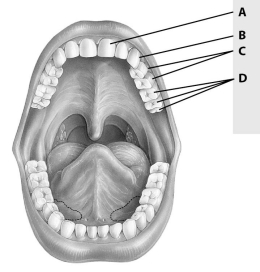 <strong>Which of these teeth is an incisor?  </strong> A)tooth A B)tooth B C)tooth C D)tooth D <div style=padding-top: 35px> 