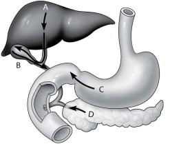 <strong>Which arrow shows the release of digestive enzymes by the pancreas?  </strong> A)arrow A B)arrow B C)arrow C D)arrow D <div style=padding-top: 35px> 