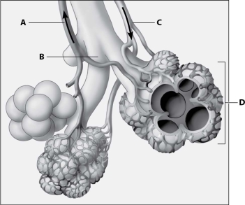 <strong>Which part of the diagram shows alveoli?  </strong> A)part A B)part B C)part C D)part D <div style=padding-top: 35px> 