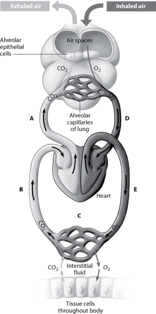 <strong>At which point(s)in the figure is blood oxygen-rich?  </strong> A)points A and B B)points A and D C)point C only D)points D and E <div style=padding-top: 35px> 