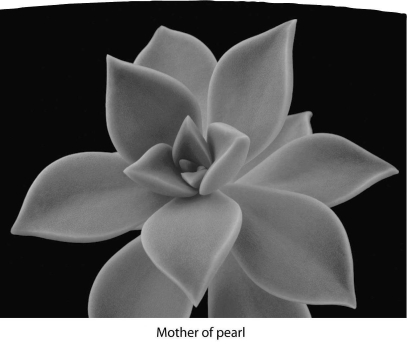 <strong> What do these two plants have in common?</strong> A) adaptations to extreme heat B) adaptations to conserve water C) identical stem structures D) identical flower structures E) lack of photosynthesis