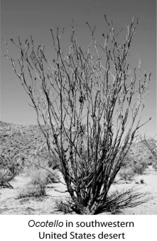 <strong> What do these two plants have in common?</strong> A) adaptations to extreme heat B) adaptations to conserve water C) identical stem structures D) identical flower structures E) lack of photosynthesis