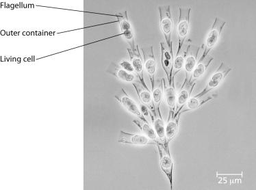 <strong>Use the following information to answer the questions below. Golden algae are a group of protists whose color is due to carotenoid pigments: yellow and brown. Most have two flagella and all are photosynthetic. A group of students was given a significant sample of one of these (Dinobryon) that is colonial. Their instructions for the project were to design two or more experiments that could be done with these organisms. Since these organisms are protists, which of these characteristics could the students assume to be true?</strong> A) The organisms are photosynthetic. B) All of them are marine. C) They are single-celled. D) They lack membrane-bound organelles. E) Each has a single circular molecule of DNA.