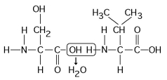 <strong> Figure 5.5 Which of the following statements is/are true regarding the chemical reaction illustrated in Figure 5.5?</strong> A) It is a hydrolysis reaction. B) It results in a peptide bond. C) It joins two fatty acids together. D) It is a hydrolysis reaction and it results in a peptide bond. E) It is a hydrolysis reaction, it results in a peptide bond, and it joins two fatty acids together.