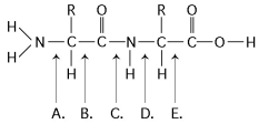 <strong>Refer to Figure 5.6 to answer the following questions. Figure 5.6 At which bond would water need to be added to achieve hydrolysis of the peptide, back to its component amino acid?</strong> A) A B) B C) C D) D E) E
