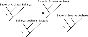 <strong>Which of the trees in this figure groups the domains according to similarities in cellular size and architecture?  </strong> A) A B) B C) C D) D <div style=padding-top: 35px> 