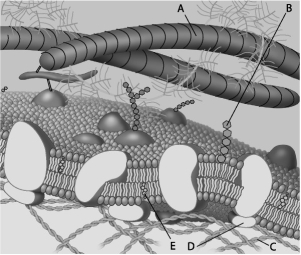 For the following questions, match the labeled component of the cell membrane in the figure with its description.    -Which component is the peripheral protein?