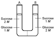 The solutions in the two arms of this U-tube are separated by a membrane that is permeable to water and glucose but not to sucrose. Side A is half-filled with a solution of 2 M sucrose and 1 M glucose. Side B is half-filled with 1 M sucrose and 2 M glucose. Initially, the liquid levels on both sides are equal.    -After the system reaches equilibrium, what changes are observed?