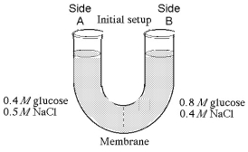 The solutions in the arms of a U-tube are separated at the bottom of the tube by a selectively permeable membrane. The membrane is permeable to sodium chloride but not to glucose. Side A is filled with a solution of 0.4 M glucose and 0.5 M sodium chloride (NaCl), and side B is filled with a solution containing 0.8 M glucose and 0.4 M sodium chloride. Initially, the volume in both arms is the same. Refer to the figure to answer the following questions.    -If you examine side A after three days, you should find