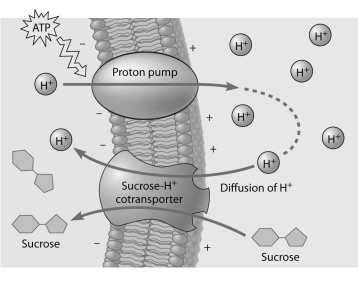   -Based on the figure above, which of these experimental treatments would increase the rate of sucrose transport into the cell?