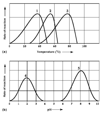 <strong> Activity of various enzymes at various temperatures (a) and at various pH (b). Which curve(s)on the graphs may represent the temperature and pH profiles of an enzyme taken from a bacterium that lives in a mildly alkaline hot springs at temperatures of 70°C or higher?</strong> A) curves 1 and 5 B) curves 2 and 4 C) curves 2 and 5 D) curves 3 and 4 E) curves 3 and 5