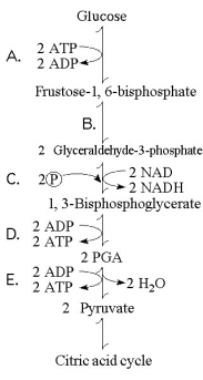 Figure 9.1 illustrates some of the steps (reactions) of glycolysis in their proper sequence. Each step is lettered. Use these letters to answer the questions. Figure 9.1 -Which step in Figure 9.1 is a redox reaction?