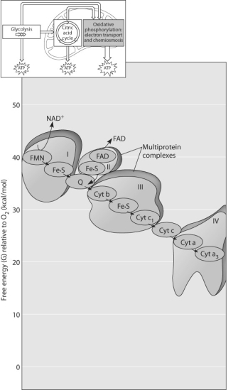Figure 9.3 -Which of the following most accurately describes what is happening along the electron transport chain in Figure 9.3?