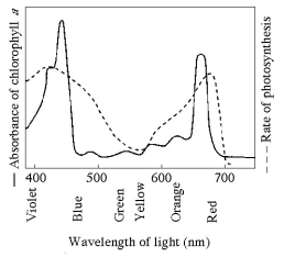 Figure 10.1 -Figure 10.1 shows the absorption spectrum for chlorophyll a and the action spectrum for photosynthesis. Why are they different?