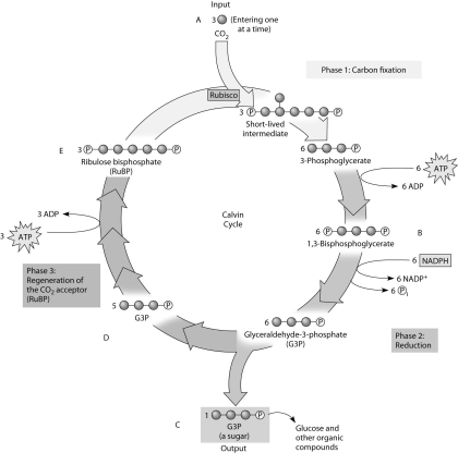 <strong>Use the following figure and the compounds labeled A, B, C, D, and E to answer the following questions.   Figure 10.2 If the carbon atom of the incoming CO₂ molecule is labeled with a radioactive isotope of carbon, which organic molecules will be radioactively labeled after one cycle?</strong> A) C only B) B, C, D, and E C) C, D, and E only D) B and C only E) B and D only <div style=padding-top: 35px> 