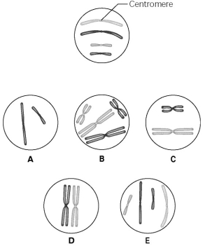 <strong>Use the following information to answer the questions below. The lettered circle in Figure 12.1 shows a diploid nucleus with four chromosomes. There are two pairs of homologous chromosomes, one long and the other short. One haploid set is symbolized as black and the other haploid set is gray. The chromosomes in the unlettered circle have not yet replicated. Choose the correct chromosomal conditions for the following stages. Figure 12.1 What is the correct chromosomal condition for one daughter nucleus at telophase of mitosis?</strong> A) A B) B C) C D) D E) E