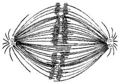 <strong> Figure 12.2 If the cell whose nuclear material is shown in Figure 12.2 continues toward completion of mitosis, which of the following events would occur next?</strong> A) cell membrane synthesis B) spindle fiber formation C) nuclear envelope breakdown D) formation of telophase nuclei E) synthesis of chromatids