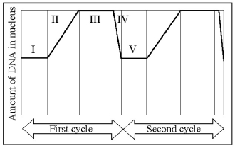 <strong>The following questions are based on Figure 12.3. Figure 12.3 G₁ is represented by which numbered part(s)of the cycle?</strong> A) I or V B) II or IV C) III only D) IV only E) V only