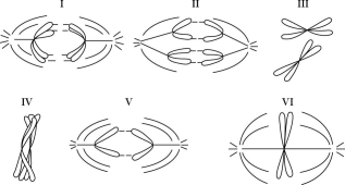 Refer to the drawings in Figure 13.2 of a single pair of homologous chromosomes as they might appear during various stages of either mitosis or meiosis, and answer the following questions. Figure 13.2 -Which diagram(s)represent anaphase II of meiosis?