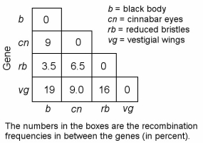 <strong> Figure 15.2 In a series of mapping experiments, the recombination frequencies for four different linked genes of Drosophila were determined as shown in Figure 15.2. What is the order of these genes on a chromosome map?</strong> A) rb-cn-vg-b B) vg-b-rb-cn C) cn-rb-b-vg D) b-rb-cn-vg E) vg-cn-b-rb