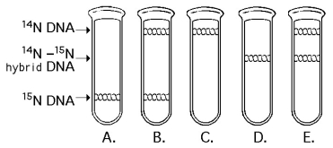 <strong> A space probe returns with a culture of a microorganism found on a distant planet. Analysis shows that it is a carbon-based life-form that has DNA. You grow the cells in ¹⁵N medium for several generations and then transfer them to ¹⁴N medium. Which pattern in the figure above would you expect if the DNA was replicated in a conservative manner?</strong> A) A B) B C) C D) D E) E