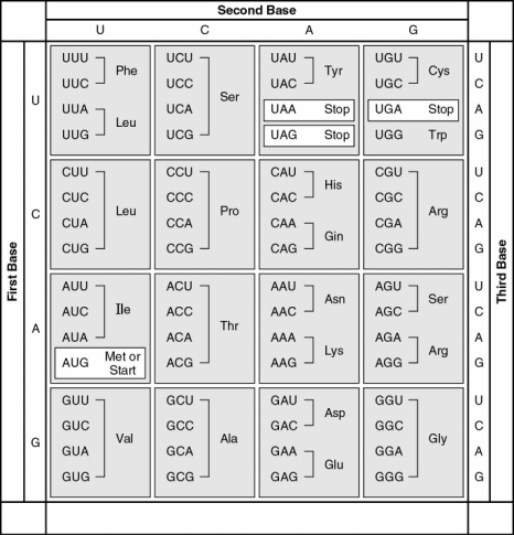 The following questions refer to this table of codons. -A possible sequence of nucleotides in the template strand of DNA that would code for the polypeptide sequence phe-leu-ile-val would be