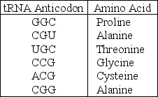 <strong>The following information should be used for the next few questions. A part of an mRNA molecule with the following sequence is being read by a ribosome: 5' CCG-ACG 3' (mRNA). The following charged transfer RNA molecules (with their anticodons shown in the 3' to 5' direction) are available. Two of them can correctly match the mRNA so that a dipeptide can form.   The dipeptide that will form will be</strong> A) cysteine-alanine. B) proline-threonine. C) glycine-cysteine. D) alanine-alanine. E) threonine-glycine. <div style=padding-top: 35px> 