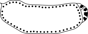 <strong>Use the following information to answer the following questions. In Drosophila after ~100 minutes postfertilization, the embryo looks like the following diagram, with all nuclei having moved to the periphery and, subsequently, four of the nuclei being sequestered at the posterior end.   Drosophila embryo after about 2 hours. The four sequestered cells at one end are most probably destined to become</strong> A) the legs of the adult fly. B) the germ cells of the adult. C) mouthparts. D) antennae. E) wing primordial. <div style=padding-top: 35px> 