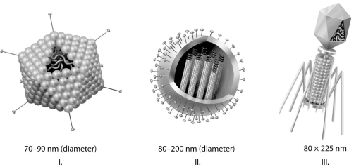 <strong>  Which of the three types of viruses shown above would you expect to include glycoproteins?</strong> A) I only B) II only C) III only D) I and II only E) all three <div style=padding-top: 35px> 