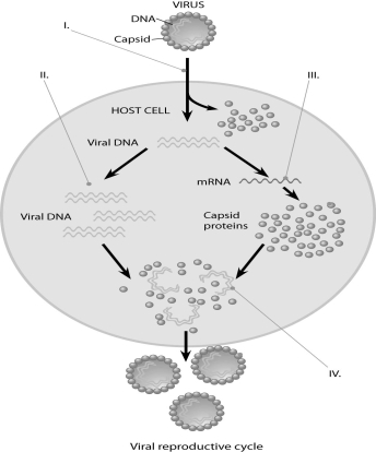 <strong>  In the figure, when new viruses are being assembled (IV), what mediates the assembly?</strong> A) host cell chaperones B) assembly proteins coded for by the host nucleus C) assembly proteins coded for by the viral genes D) viral RNA intermediates E) nothing; they self-assemble <div style=padding-top: 35px> 