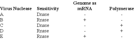 <strong>Use the following information to answer the following questions. In 1971, David Baltimore described a scheme for classifying viruses based on how the virus produces mRNA. The table below shows the results of testing five viruses for nuclease specificity, the ability of the virus to act as an mRNA, and presence (+) or absence (-) of its own viral polymerase.   Based on the above table, which virus meets the requirements for a bacteriophage?</strong> A) A B) B C) C D) D E) E <div style=padding-top: 35px> 